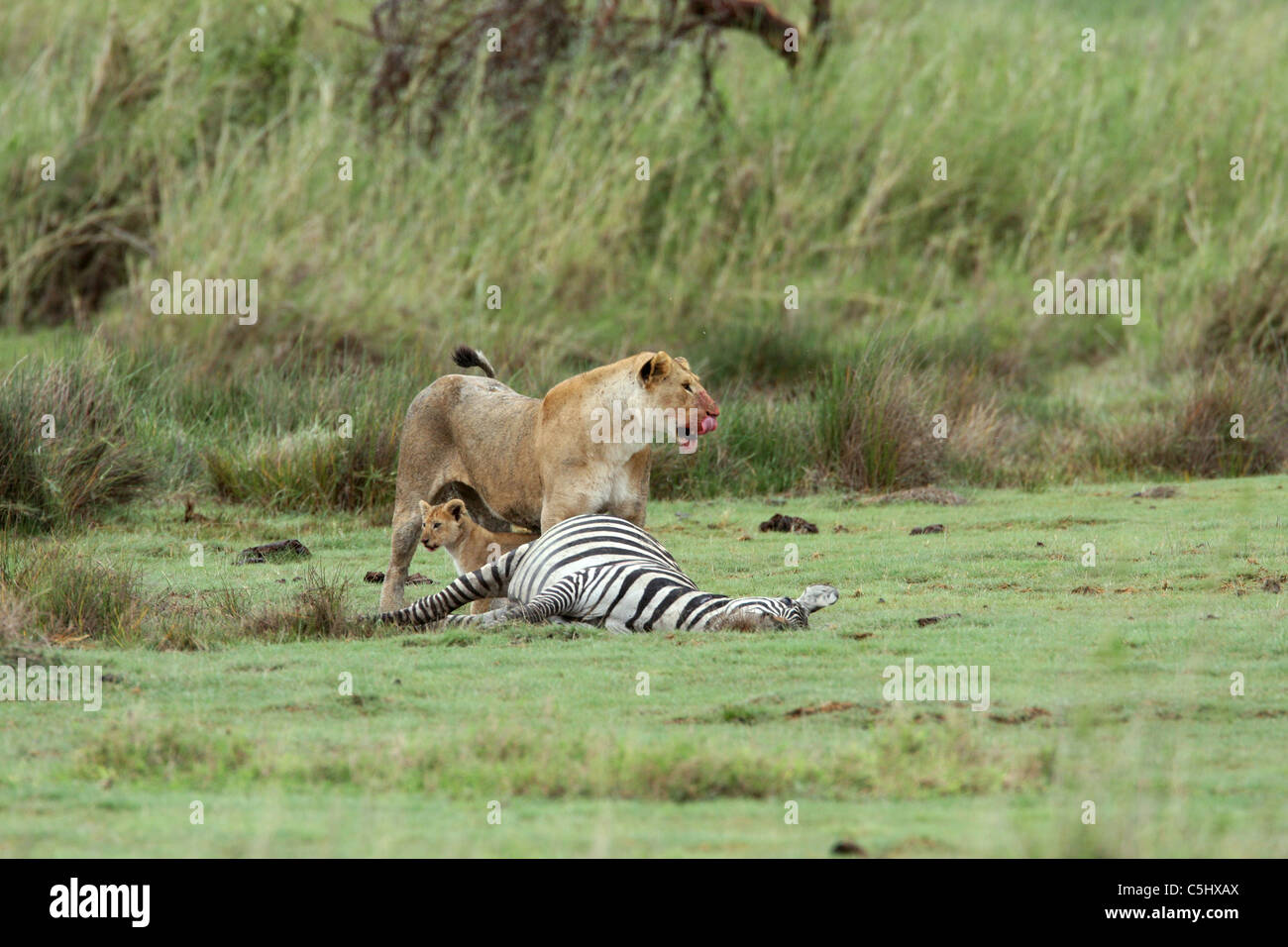 Leone femmina e il suo cucciolo, Panthera leo, alimentazione sulla loro preda di zebra Serengeti Tanzania Foto Stock