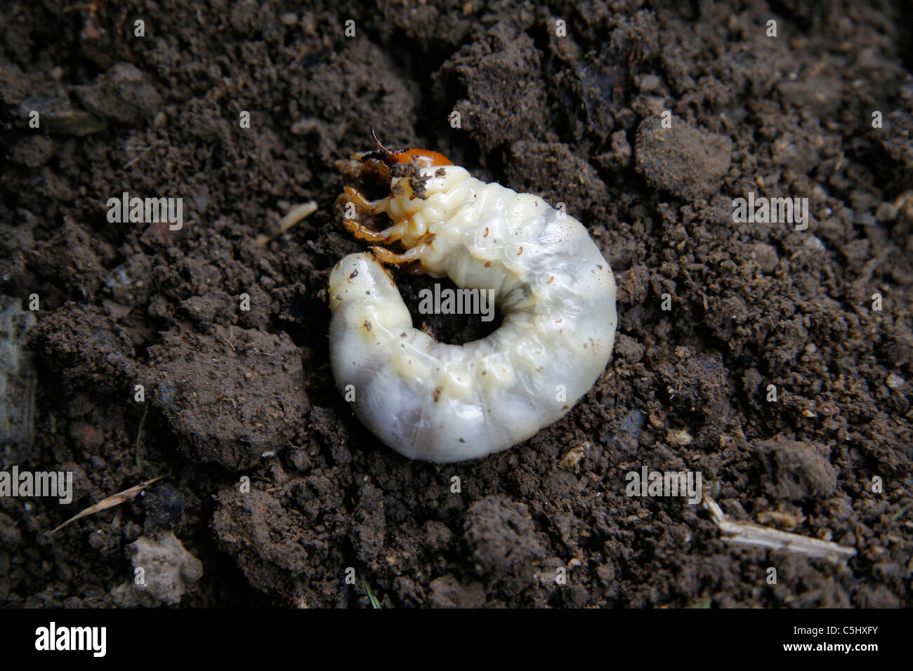 Larva, stag beetle (lucanus cervus). Foto Stock