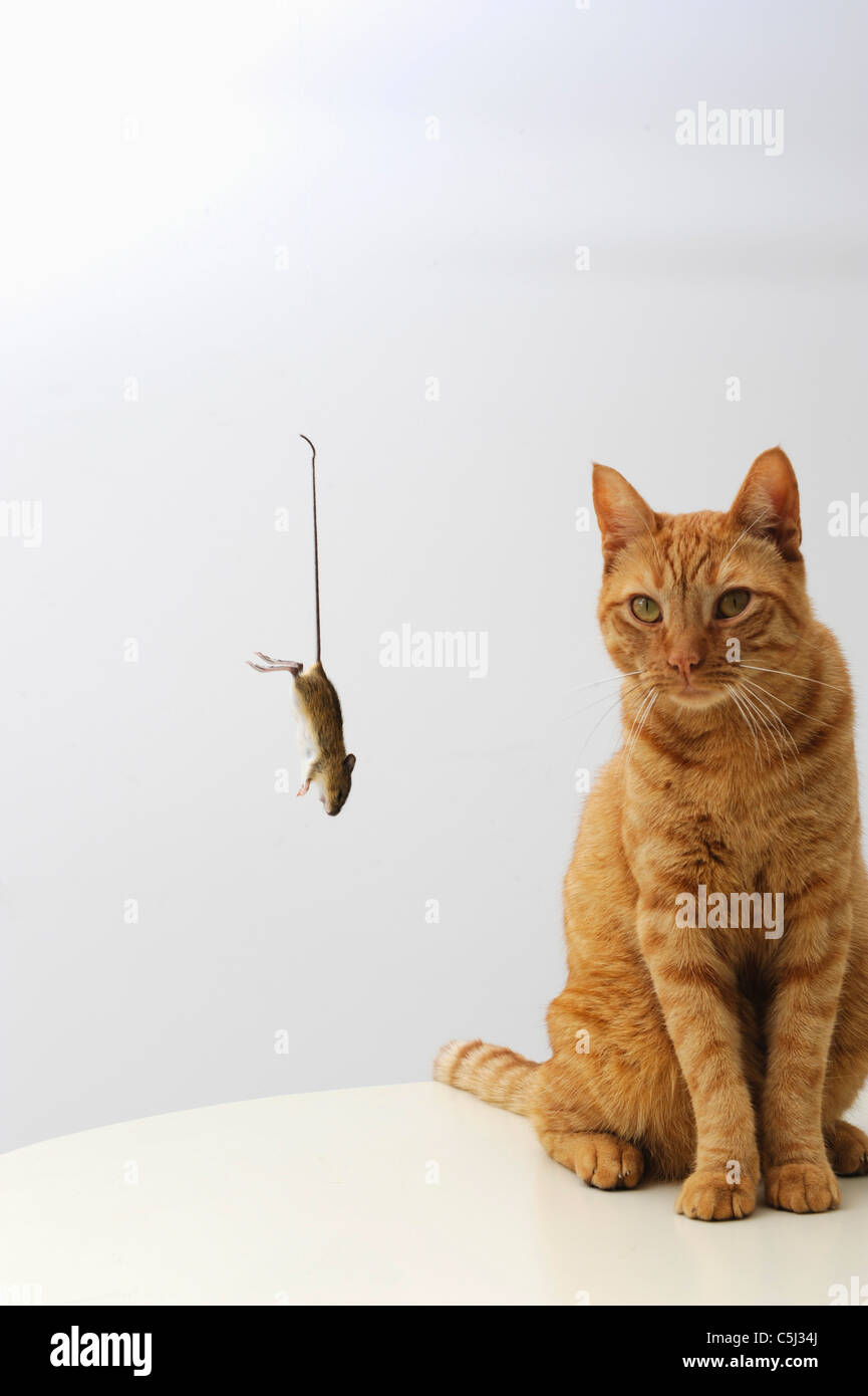 Mouse appeso da stringa in studio. Ucciso da cat. Foto Stock