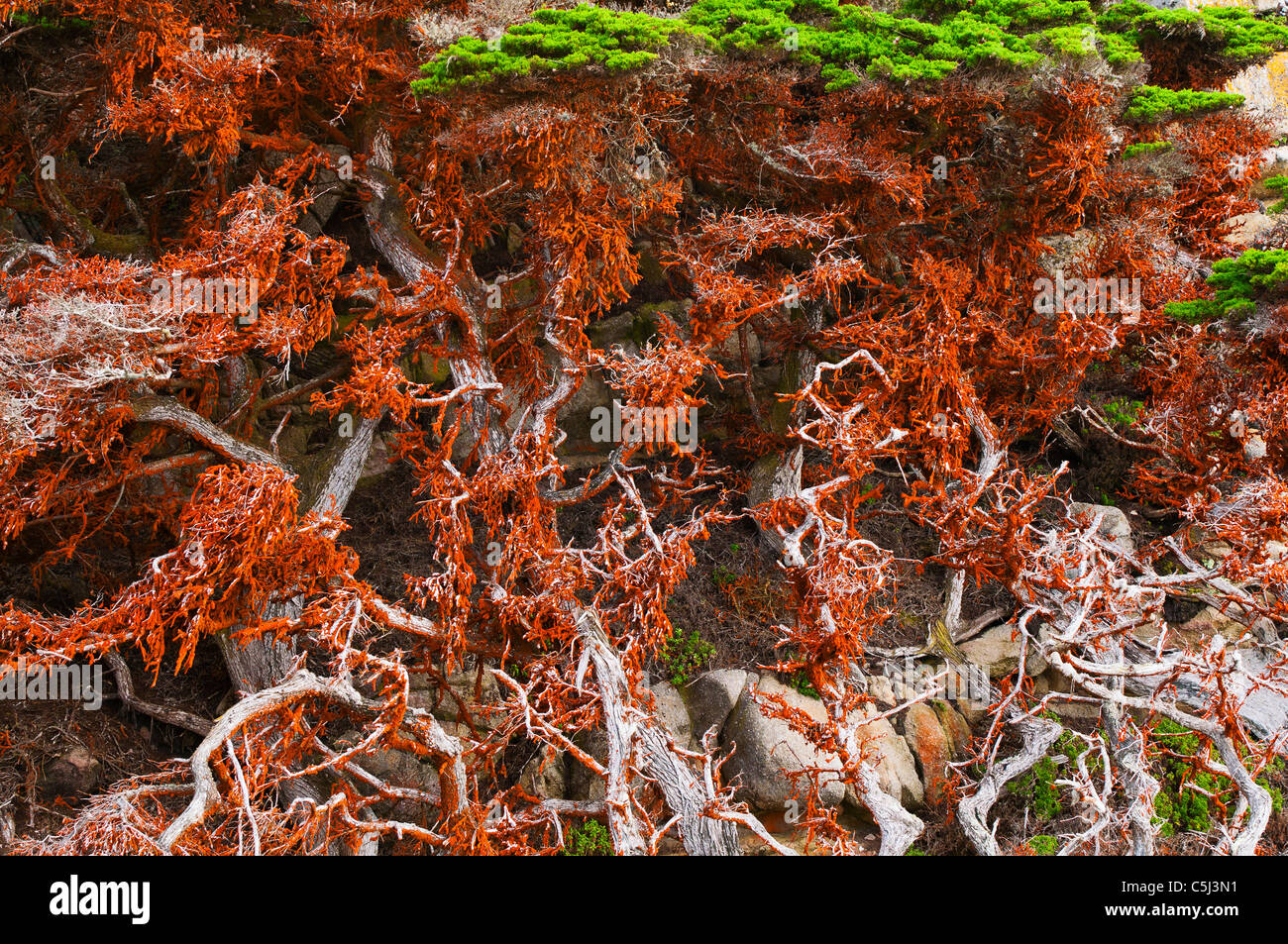 Cipresso (Cupressus macrcarpa) coperto di alghe verdi, Point Lobos State Reserve, Carmel California Foto Stock