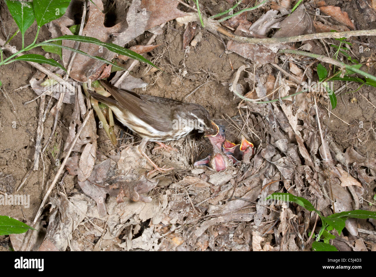 Louisiana Waterthrush a nido affamati di alimentazione nidiacei Foto Stock
