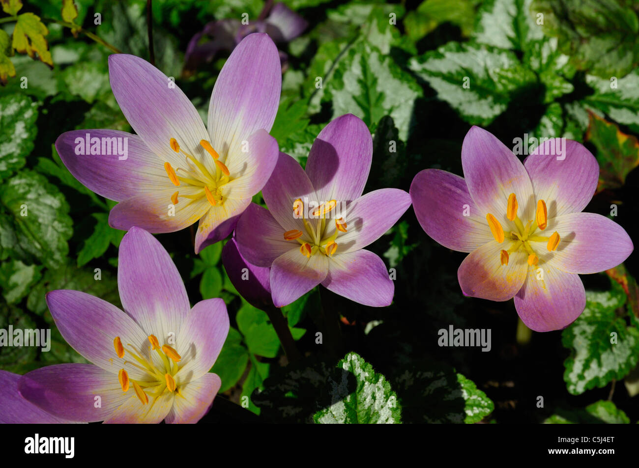 Malva di autunno di crochi in un giardino a Killin, Perthshire, Scotland, Regno Unito. Foto Stock