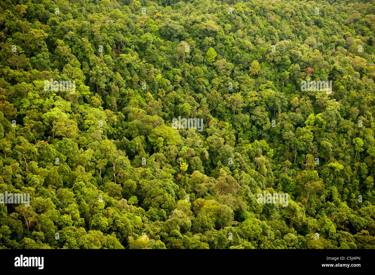 Vista aerea della foresta / Jungle canopy Foto Stock Vista aerea della foresta / Jungle canopy Foto Stock