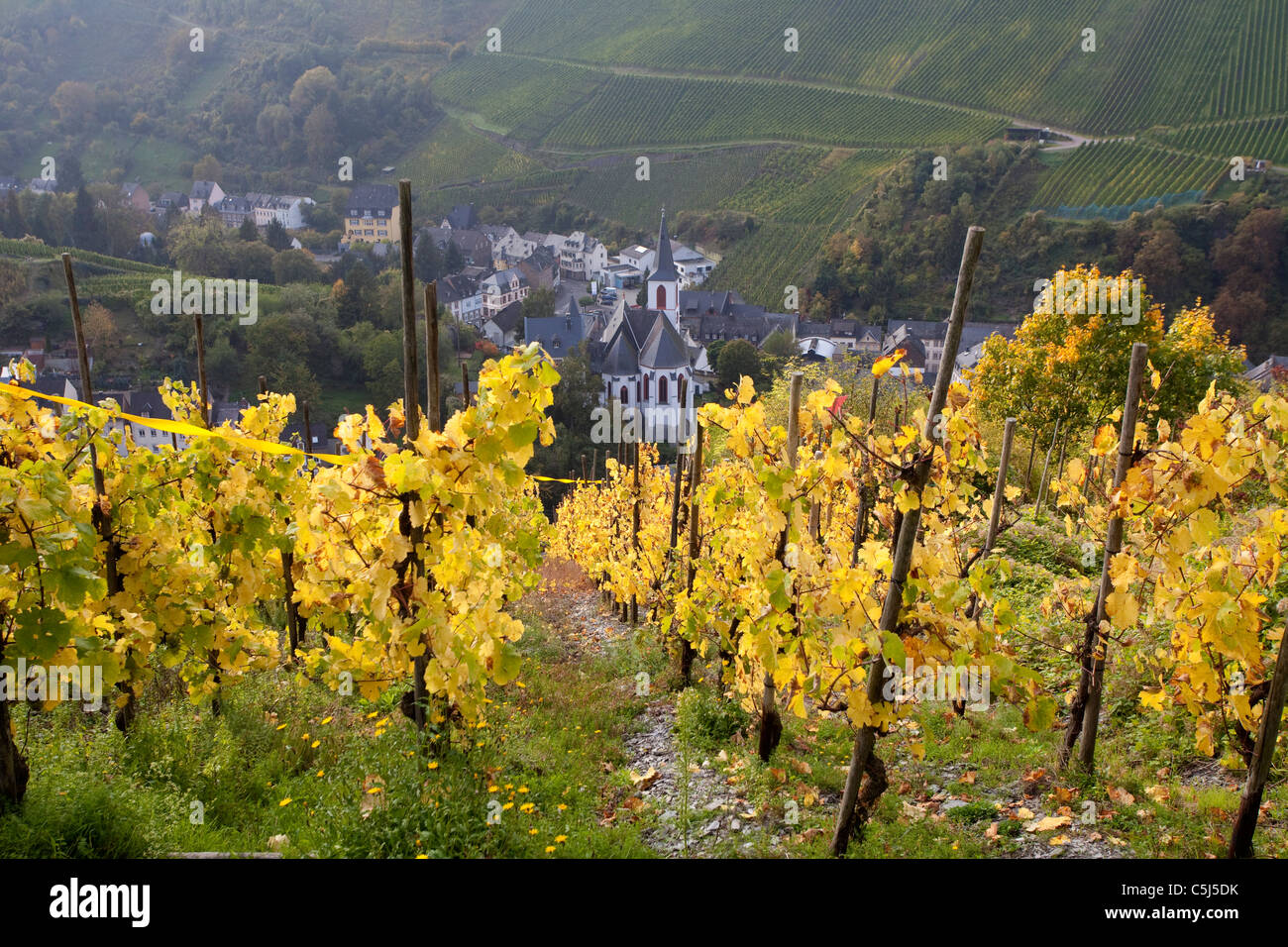 Weinberge im Herbst Traben-Trarbach Mosel, vigna in autunno, cadono in Moselle Foto Stock