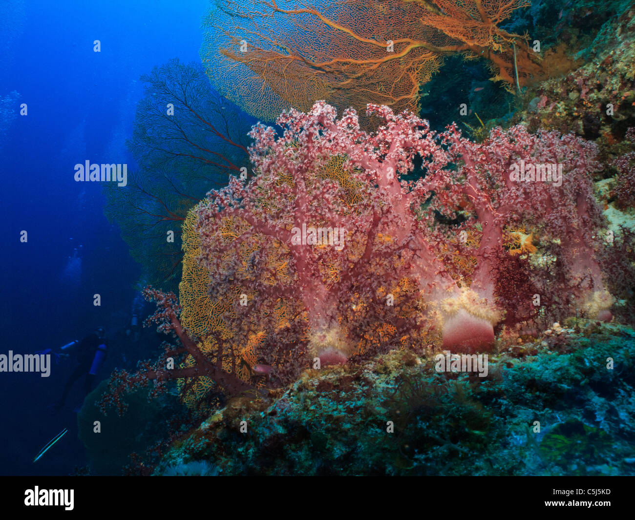 Fitta coralli molli e appassionati di mare possono essere trovati sott'acqua di Tubbataha Foto Stock