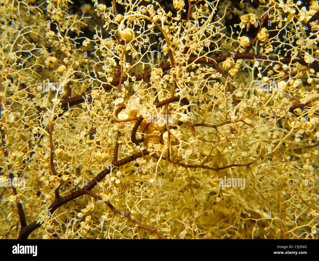 Bracci ramificati di cestello Star, il notturno di animali marini Foto Stock