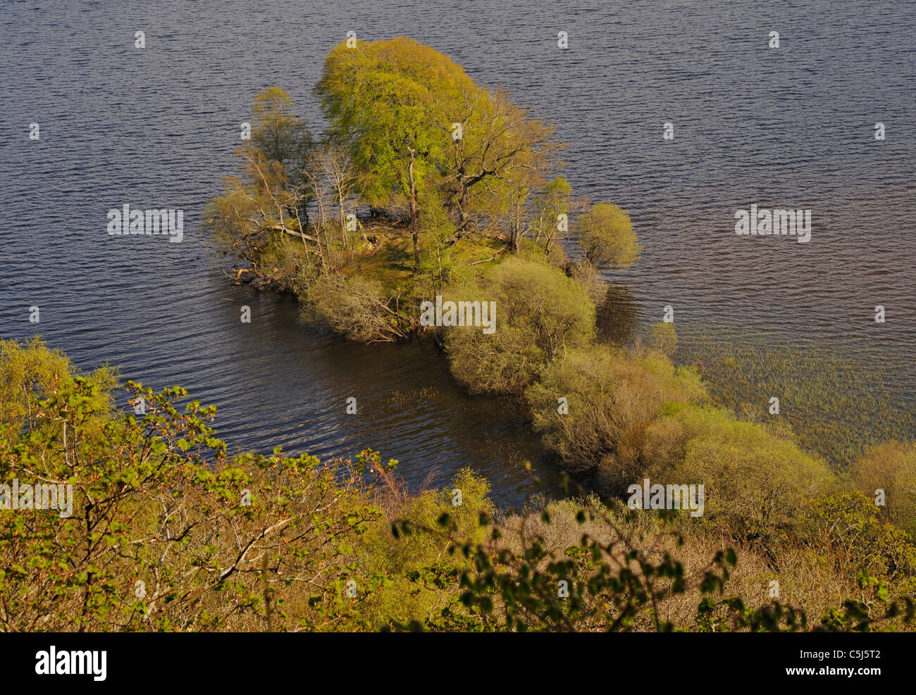 Antica isola artificiale o crannog in Loch Tay, Perthshire, ora boscose e con il collegamento di causeway coperto con boccole, Foto Stock