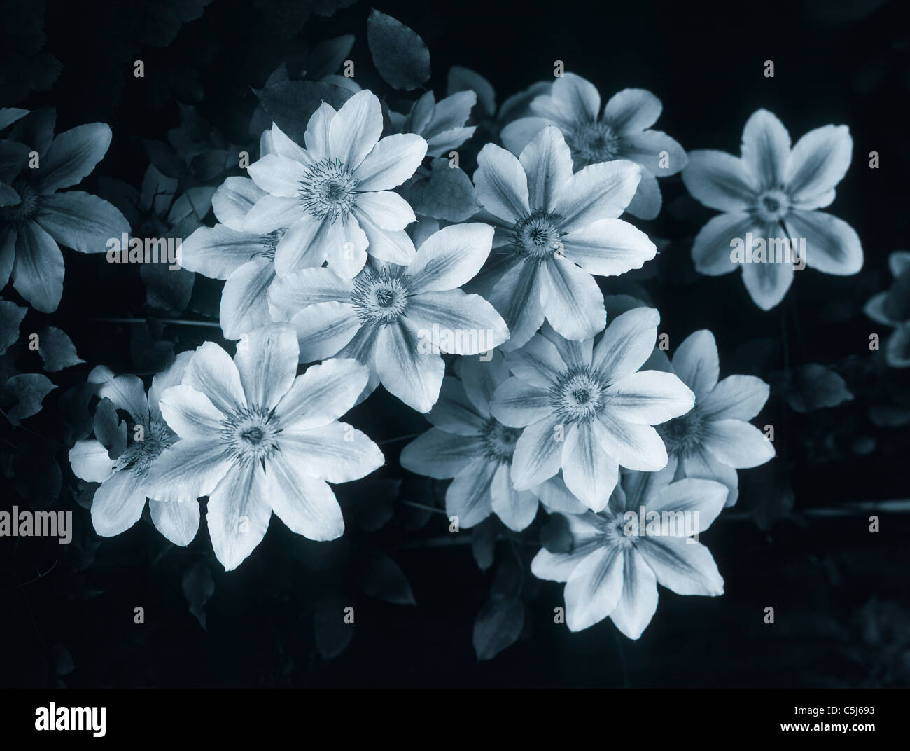 Immagine monocromatica di clematis 'Nellie Moser' blossoms Foto Stock