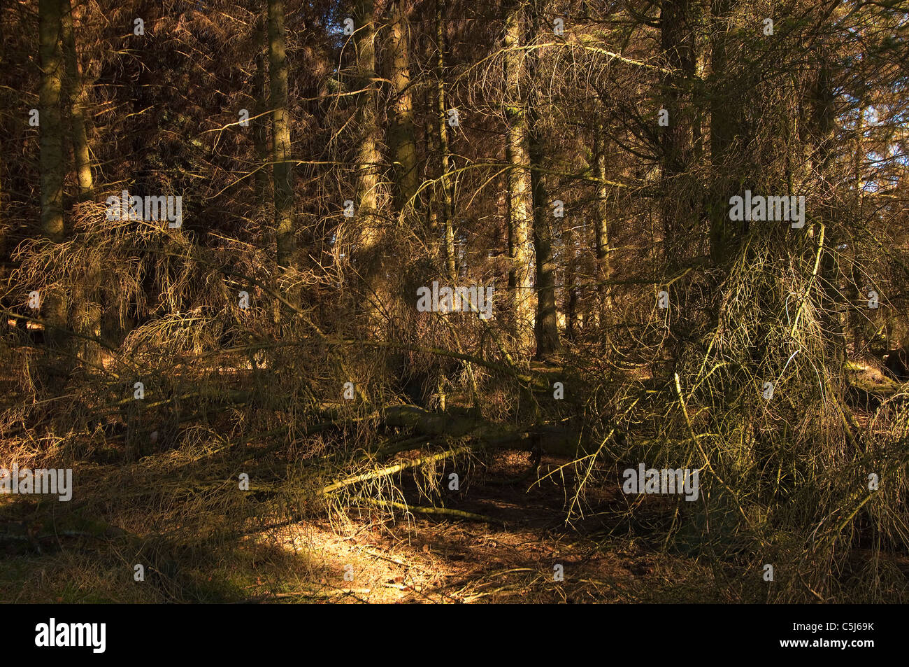 Densamente ricoperta canneto nella piantagione di abete vicino a Gleneagles, Perthshire, Scotland, Regno Unito. Foto Stock