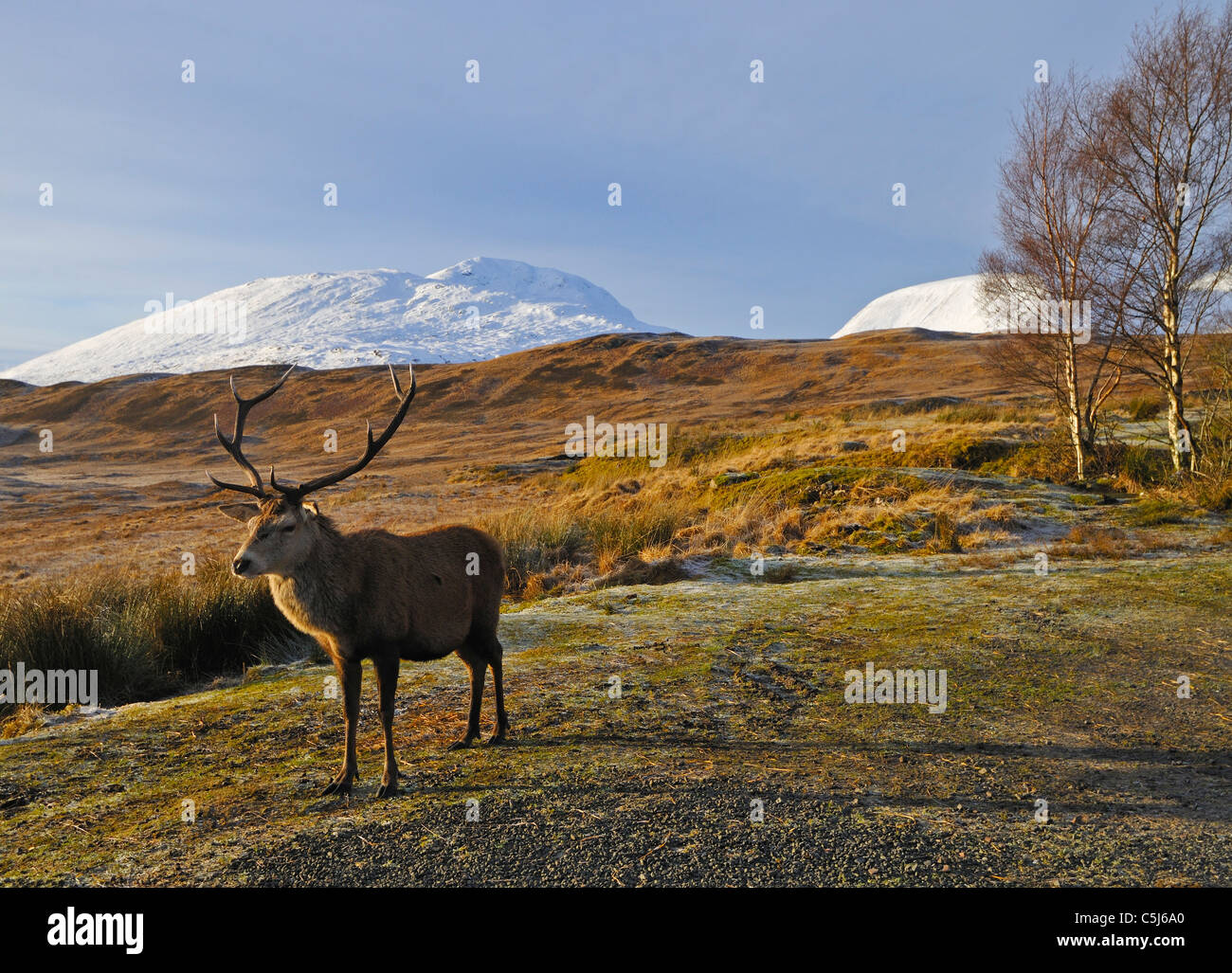Rosso-Capriolo Cervo in inverno al di sopra di Rannoch Moor, con la coperta di neve cime del Blackmount appena visibile, Highlands scozzesi, REGNO UNITO Foto Stock