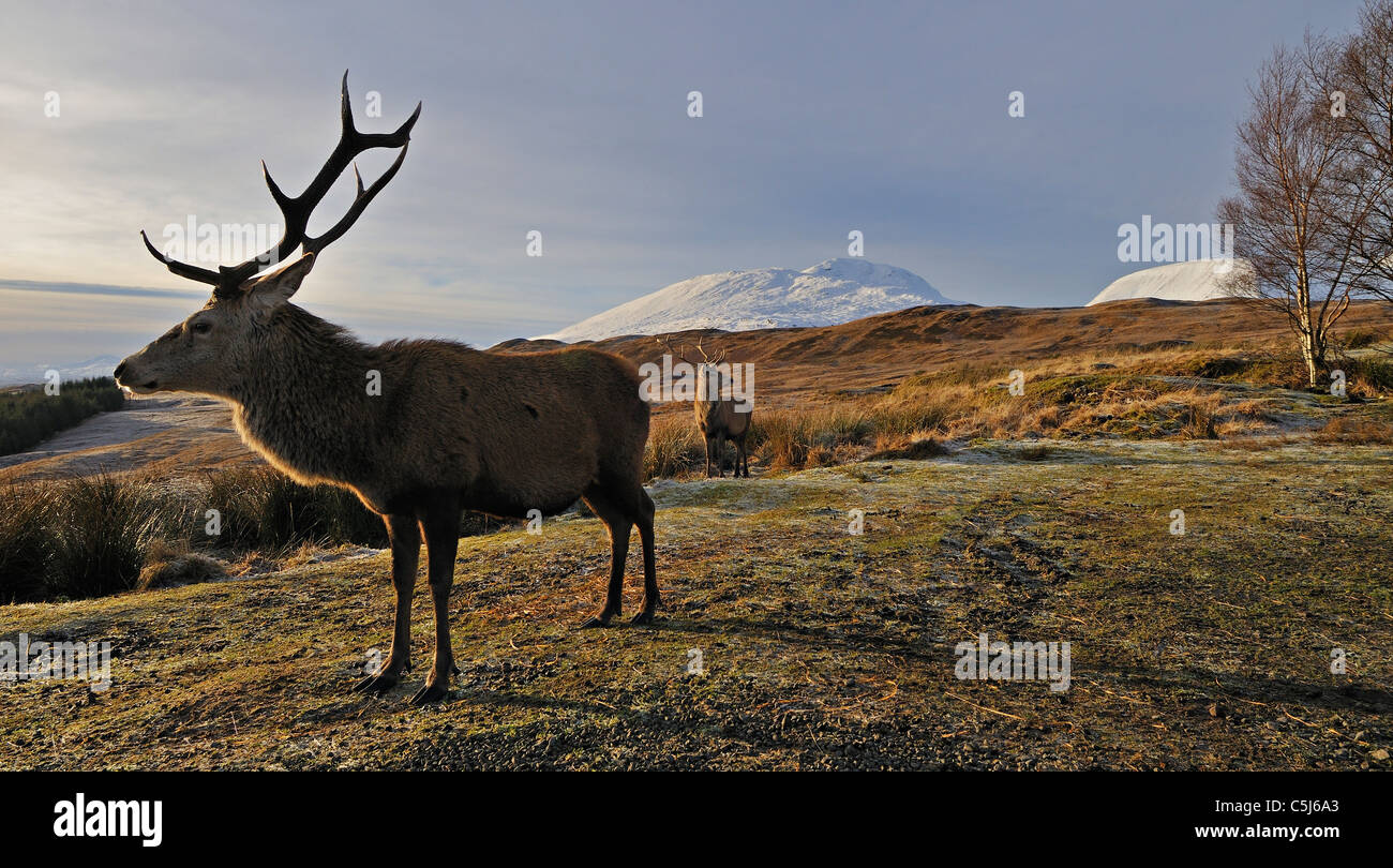 Rosso-Capriolo Cervo in inverno al di sopra di Rannoch Moor, con la coperta di neve cime del Blackmount appena visibile, Highlands scozzesi, REGNO UNITO Foto Stock