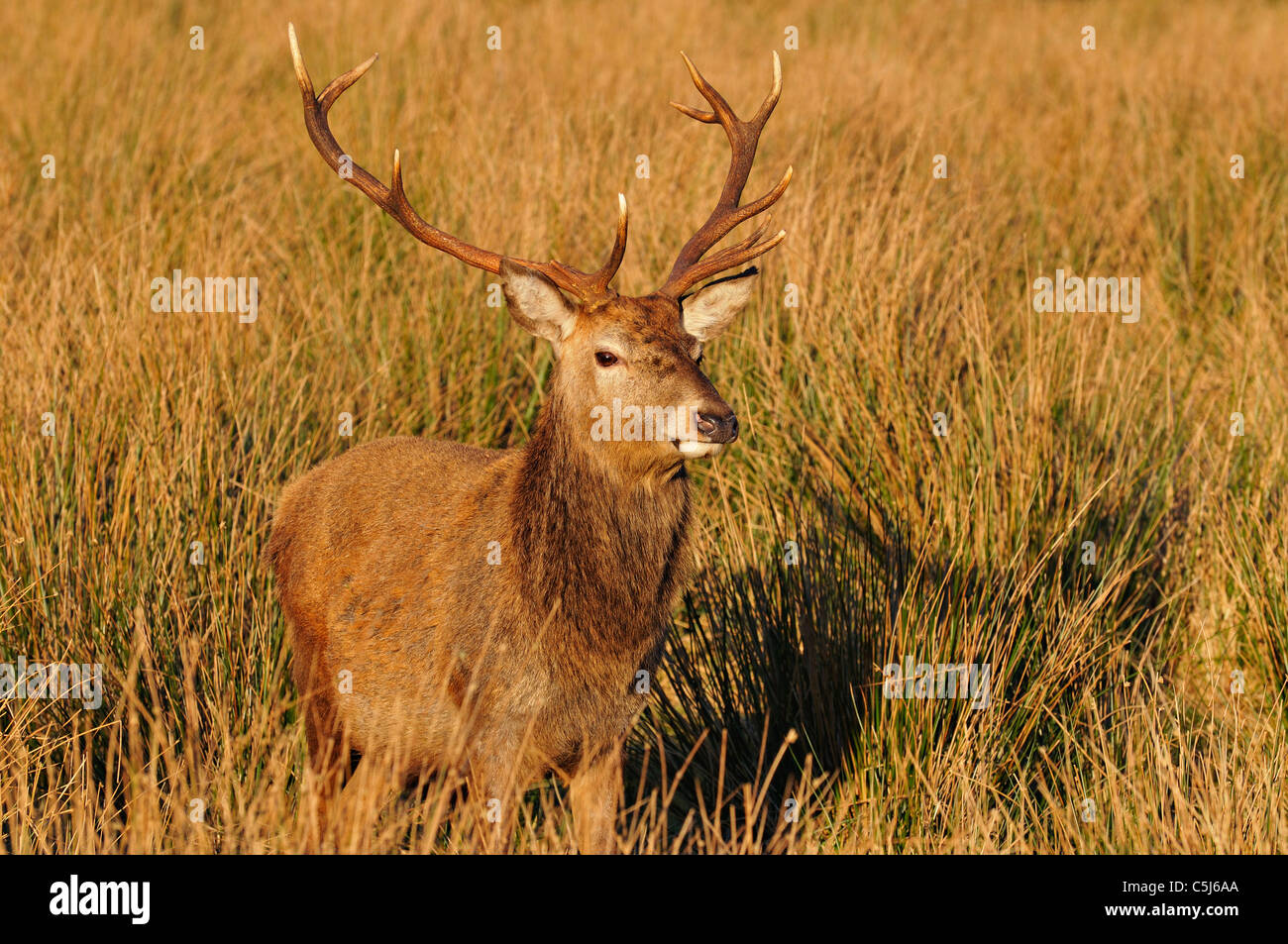 Rosso-Capriolo Cervo in inverno in Glen Etive, cercando per navigare tra alti giunchi, Highlands scozzesi, REGNO UNITO Foto Stock