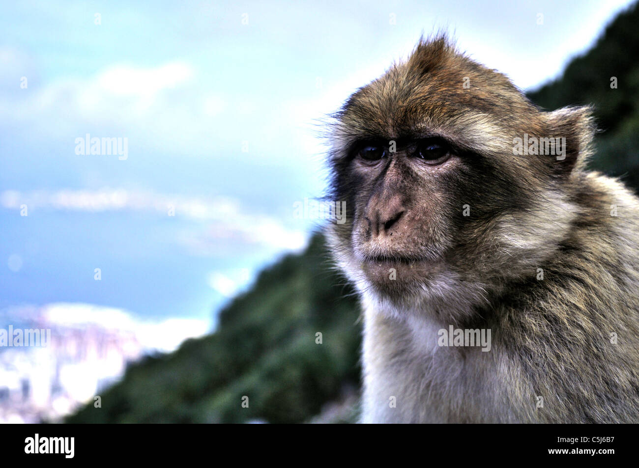 Una Barberia Ape sulla Rocca di Gibilterra Foto Stock