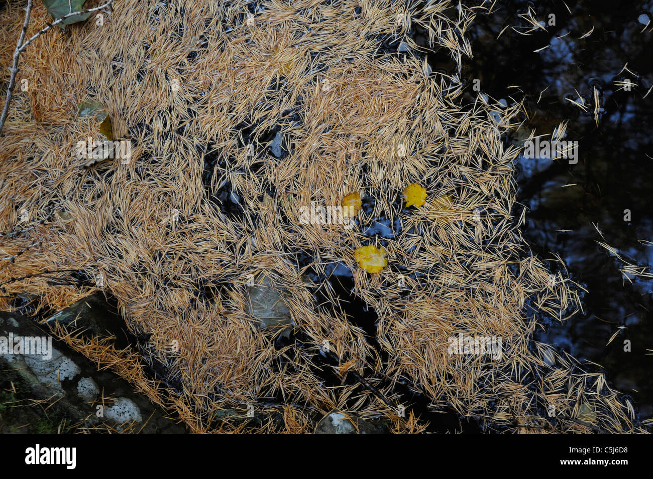 Aghi di larice galleggianti in un bosco di flusso in Strath Tummel, Perthshire, Scotland, Regno Unito. Foto Stock
