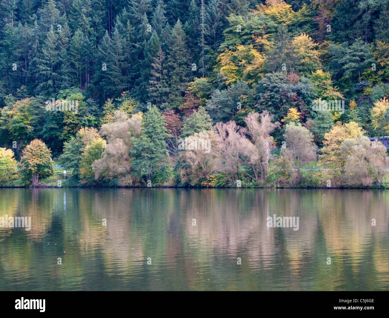Herbstlich gefaerbte Baeume spiegeln sich in der Mosel, Autunno presso la riva del fiume, Traben-Trarbach, della Mosella, sul fiume Mosella Foto Stock