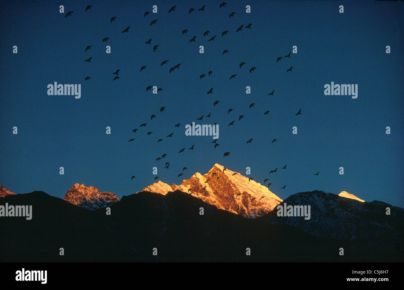 Un gregge di Himalayan choughs vola attraverso il cielo al di sopra del picco del Kongde Ri sopra Namche Bazar in una gloriosa luce del tramonto, visto Foto Stock
