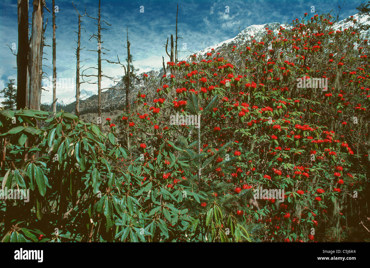 Rosso brillante rododendri e fire-alberi danneggiati al Pangsung passano sotto Ganesh IV, Ganesh Himal, Nepal. Foto Stock