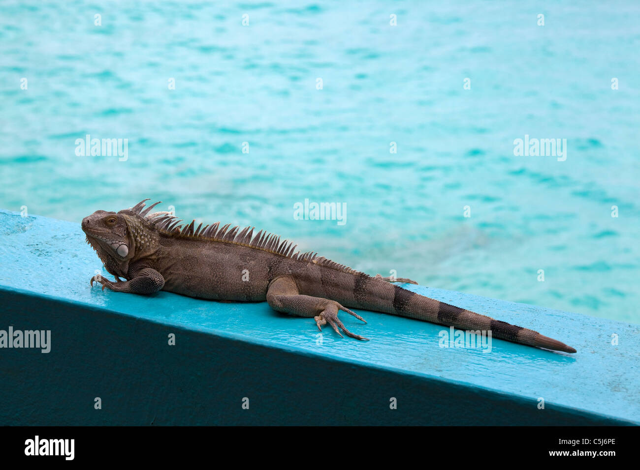 Iguana a Bonaire, un'isola che fa parte delle Antille olandesi nel Mar dei Caraibi. Foto V.D. Foto Stock