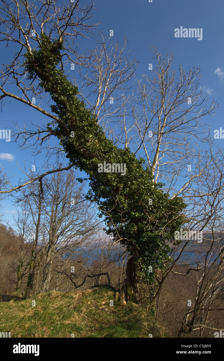 Insolito-albero sagomato soffoca nella Ivy in primavera i boschi vicino a Killin, Perthshire, Scotland, Regno Unito. Foto Stock