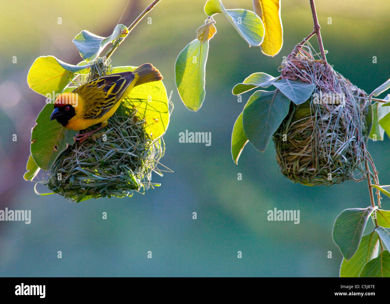 South African Weaver Costruire anest Foto Stock