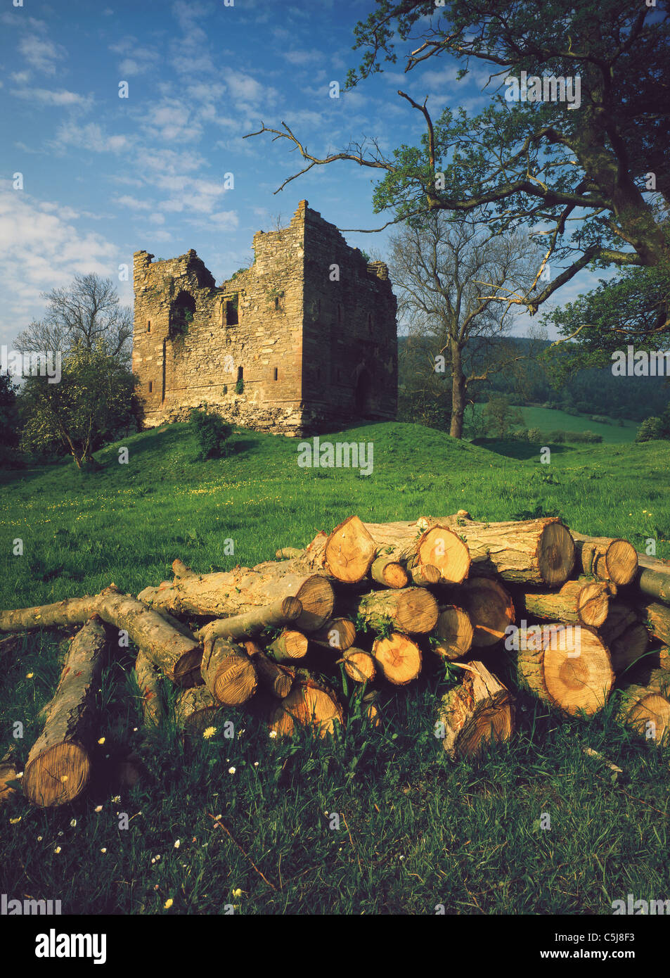 Il legname si trova pronto per la registrazione vicino alle rovine del castello di Hopton, Shropshire, Inghilterra, Regno Unito Foto Stock