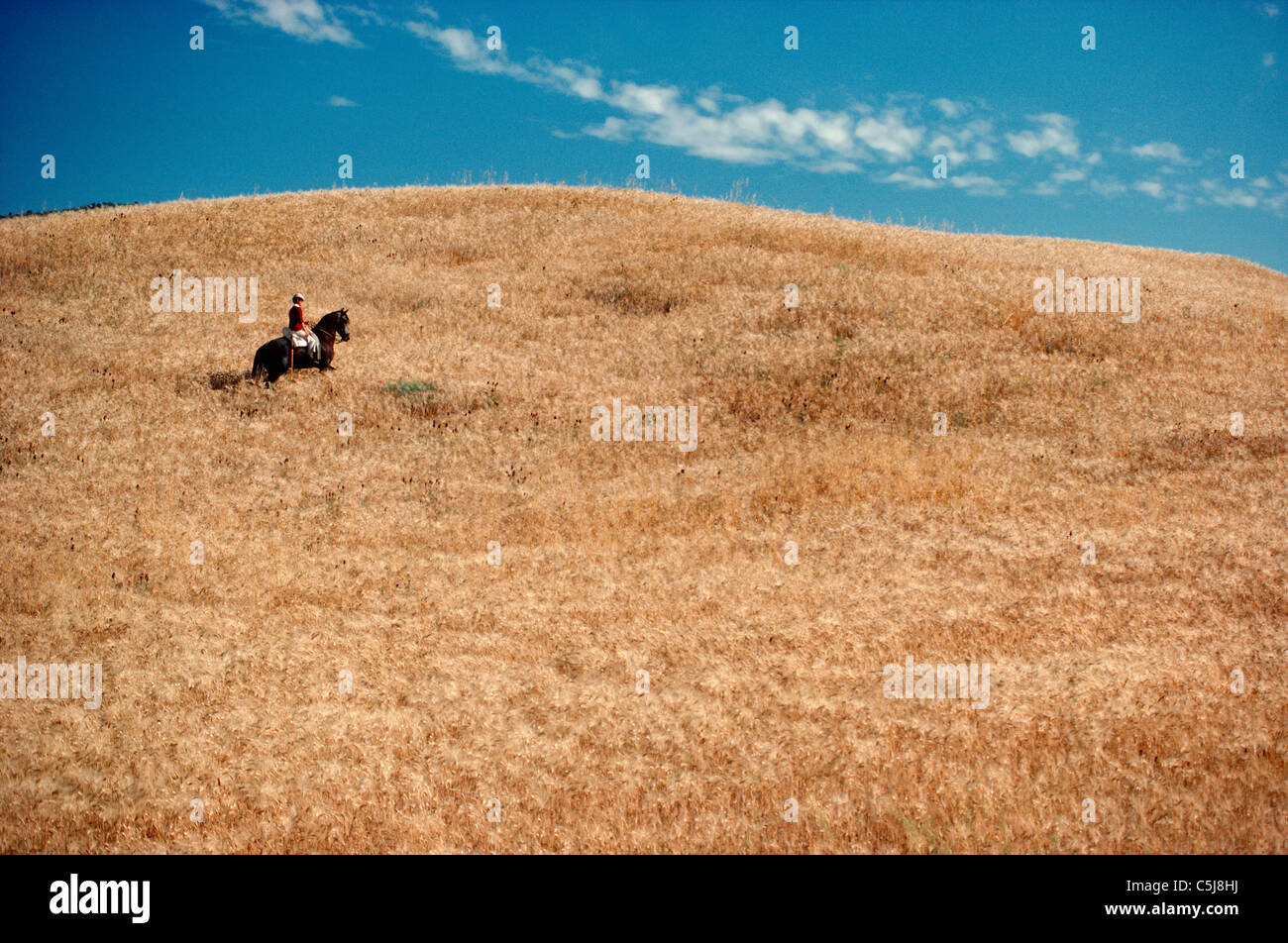 Un agricoltore ispeziona il suo raccolto di orzo estivo da cavallo nelle alte pianure a sud di Toledo, Spagna centrale Foto Stock