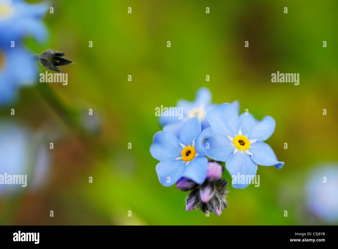 Dimenticare blu-me-poveri in un prato vicino a Killin, Perthshire, Scotland, Regno Unito. Foto Stock