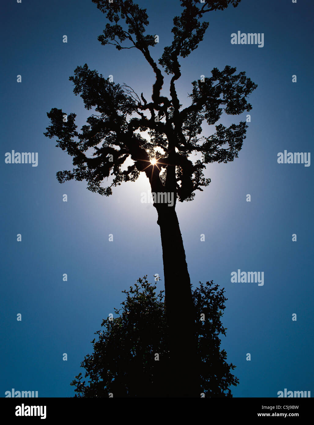 Il mezzogiorno sole risplende attraverso i rami di un grande stagliano holly tree a Shermatang nel distretto di Helambu nel centro Foto Stock