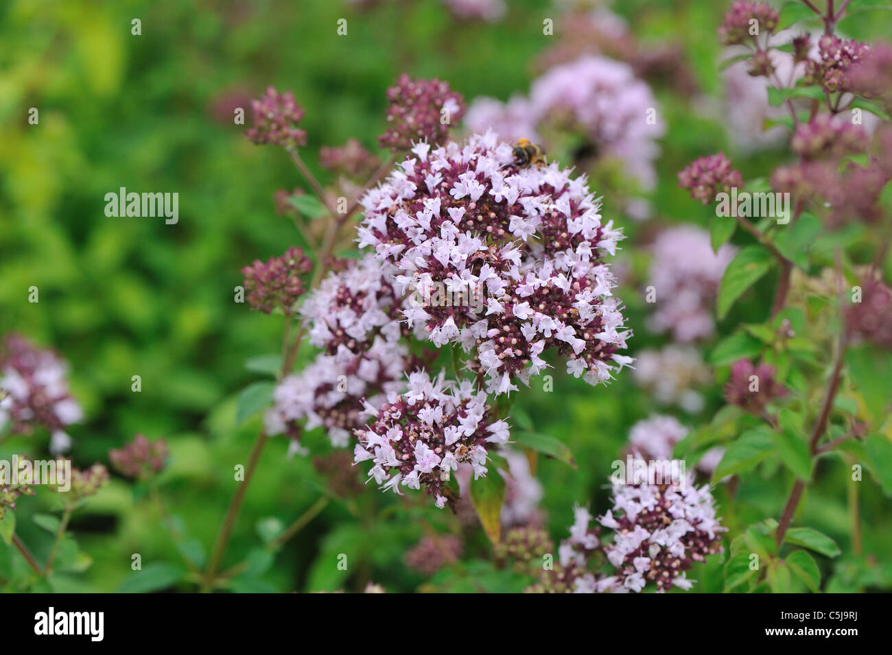 Origano - origano (Origanum vulgare) Fioritura in estate Foto Stock