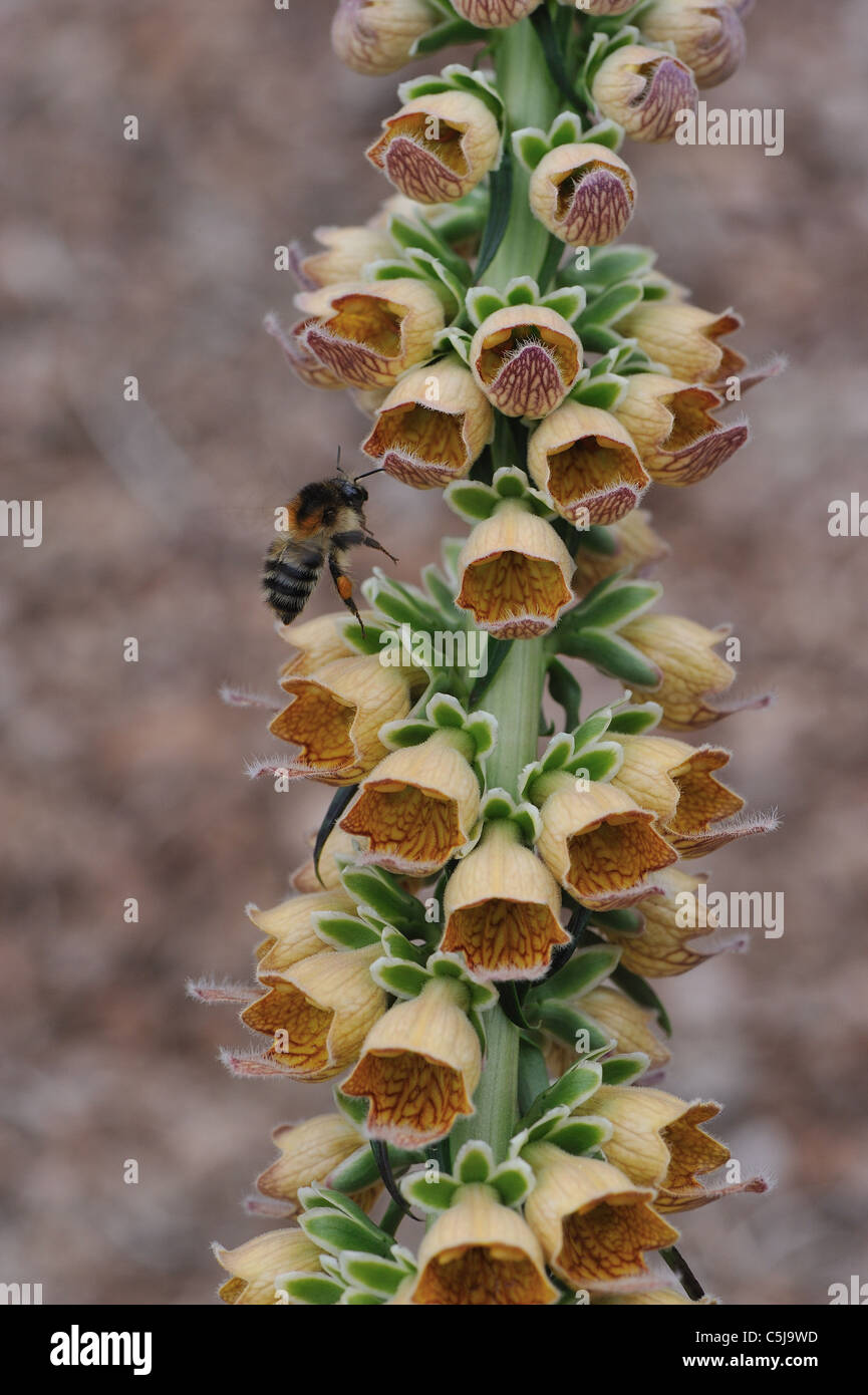 Rusty foxglove (Digitalis ferruginea) visitato da un bumblebee Foto Stock