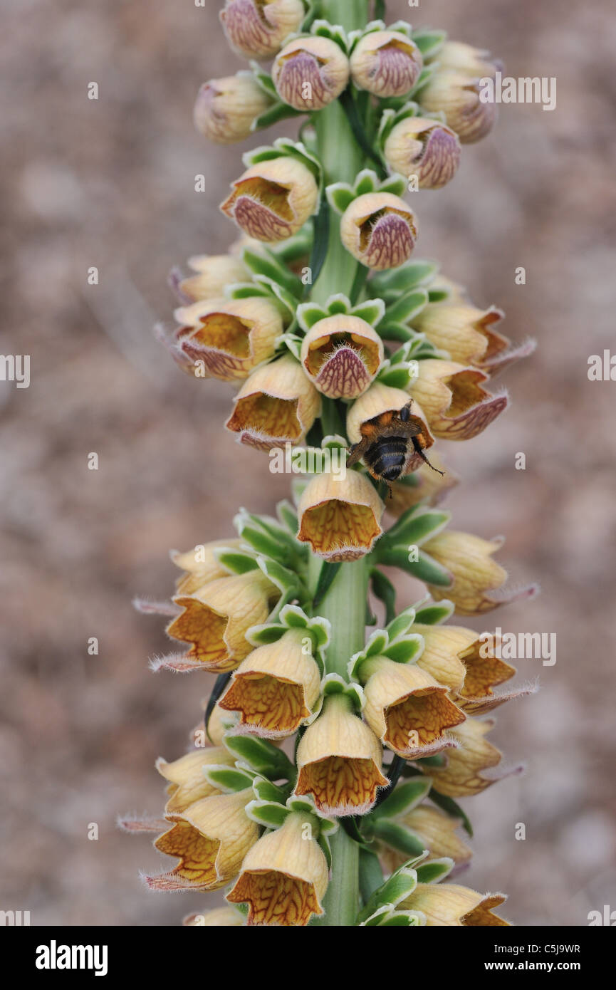 Rusty foxglove (Digitalis ferruginea) visitato da un bumblebee Foto Stock