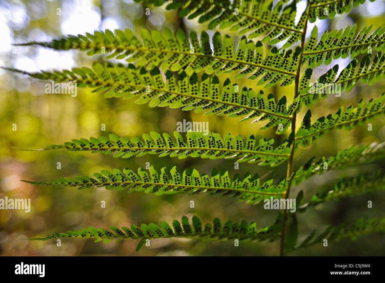Close-up di foglie di felce che mostra infestamento pesante dalla deposizione delle uova delle specie di insetti, con profondità di campo e interessante Foto Stock