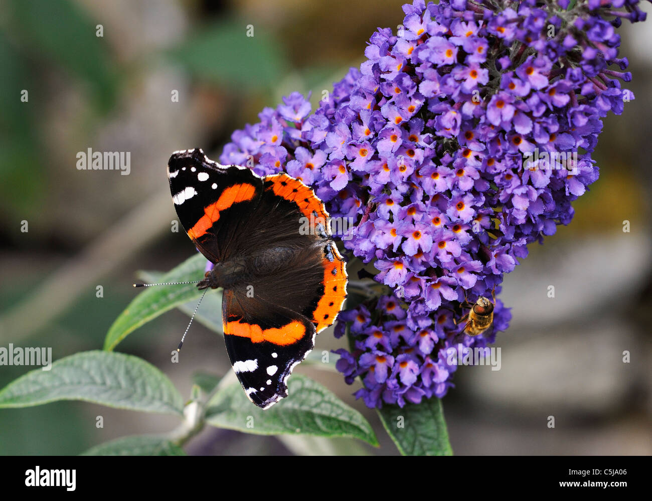 Close-up di red admiral butterfly su una buddleja Buddleja Davidii in un giardino a Killin, Perthshire Scozia. Foto Stock