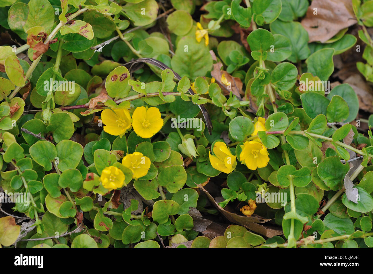 Lo spunto da fermi - Jenny Moneywort - Herb Twopence - Twopenny erba (Lysimachia nummularia) Fioritura in estate Foto Stock