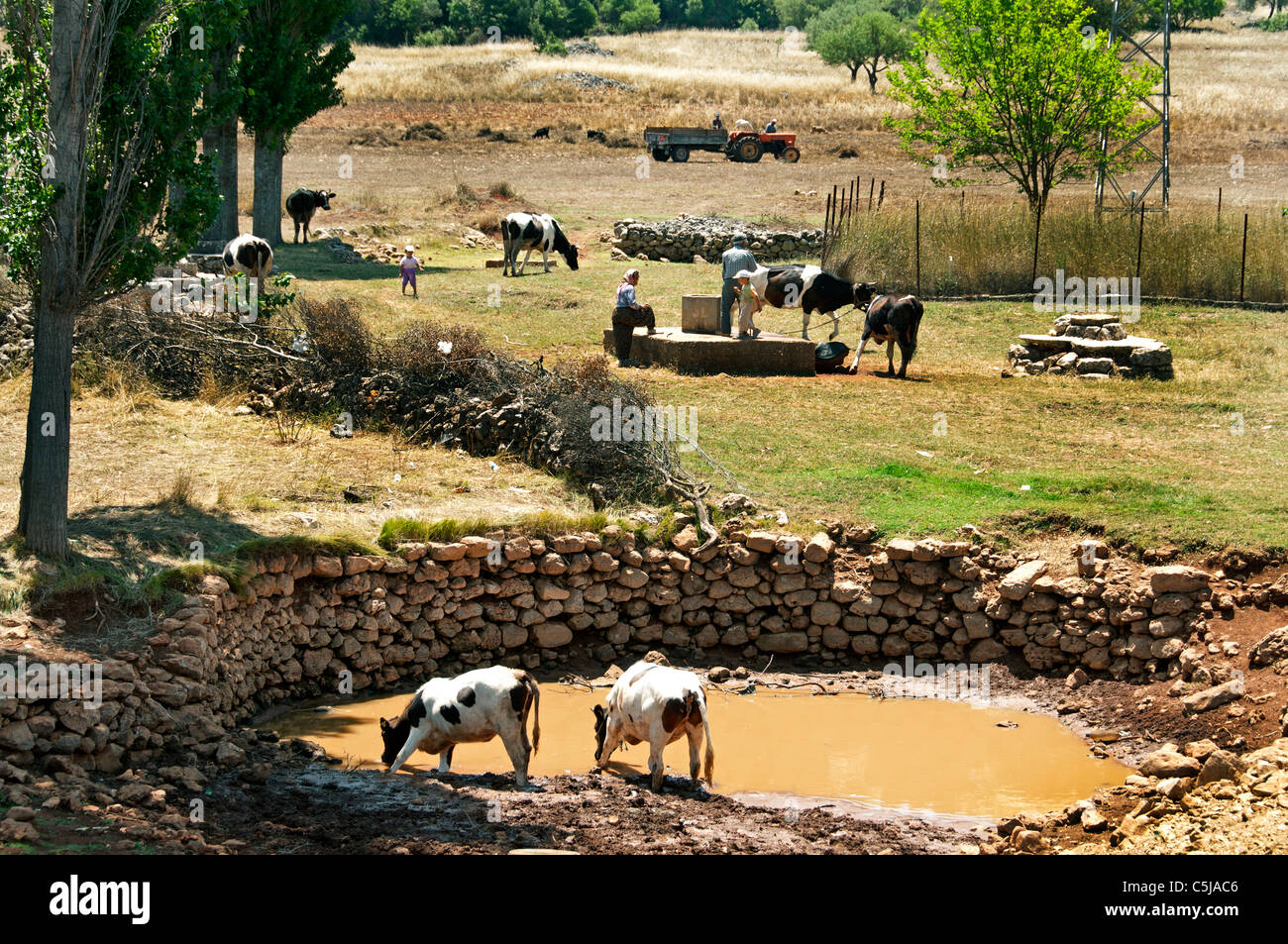 Sud Turchia maso contadino vacca turco vacche disegnare bene acqua tra Kas e Antalya Foto Stock