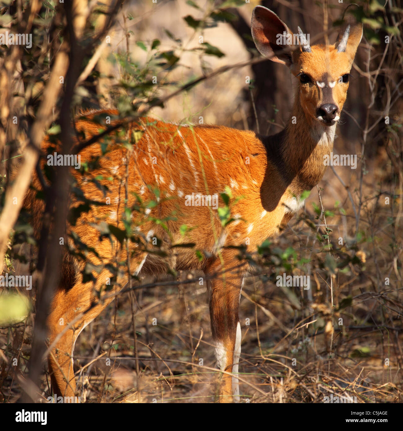 Un Bushbuck (Tragelaphus scriptus) nel Parco Nazionale di Hwange, Zimbabwe. Foto Stock