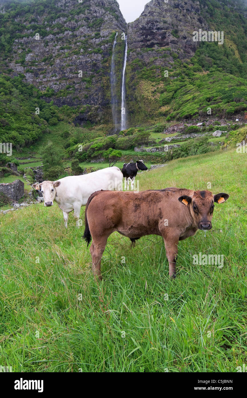 Mucche pascolano su una lussureggiante collina verde con una cascata panoramica sullo sfondo, Flores Island, Azzorre, Portogallo. Foto Stock