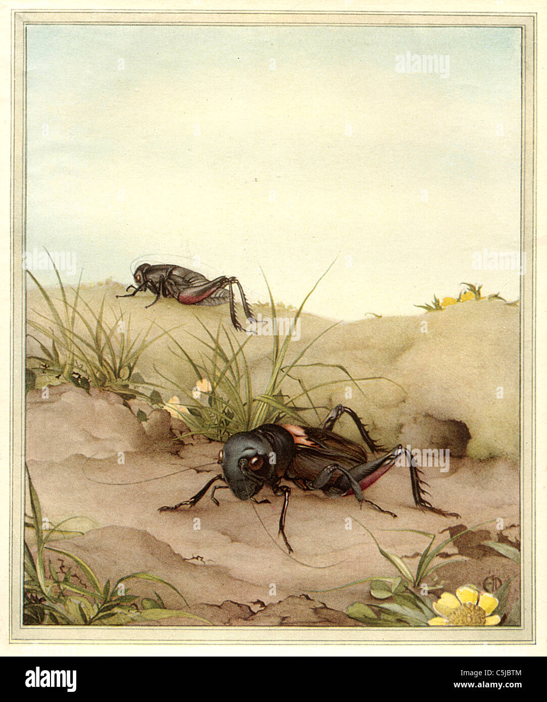 Il campo da cricket Antiquario - Illustrazione di insetto Foto Stock