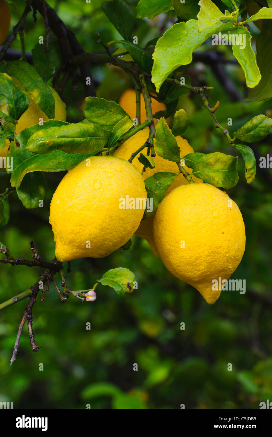 Il limone-tree, Sicilia, Italia Foto Stock