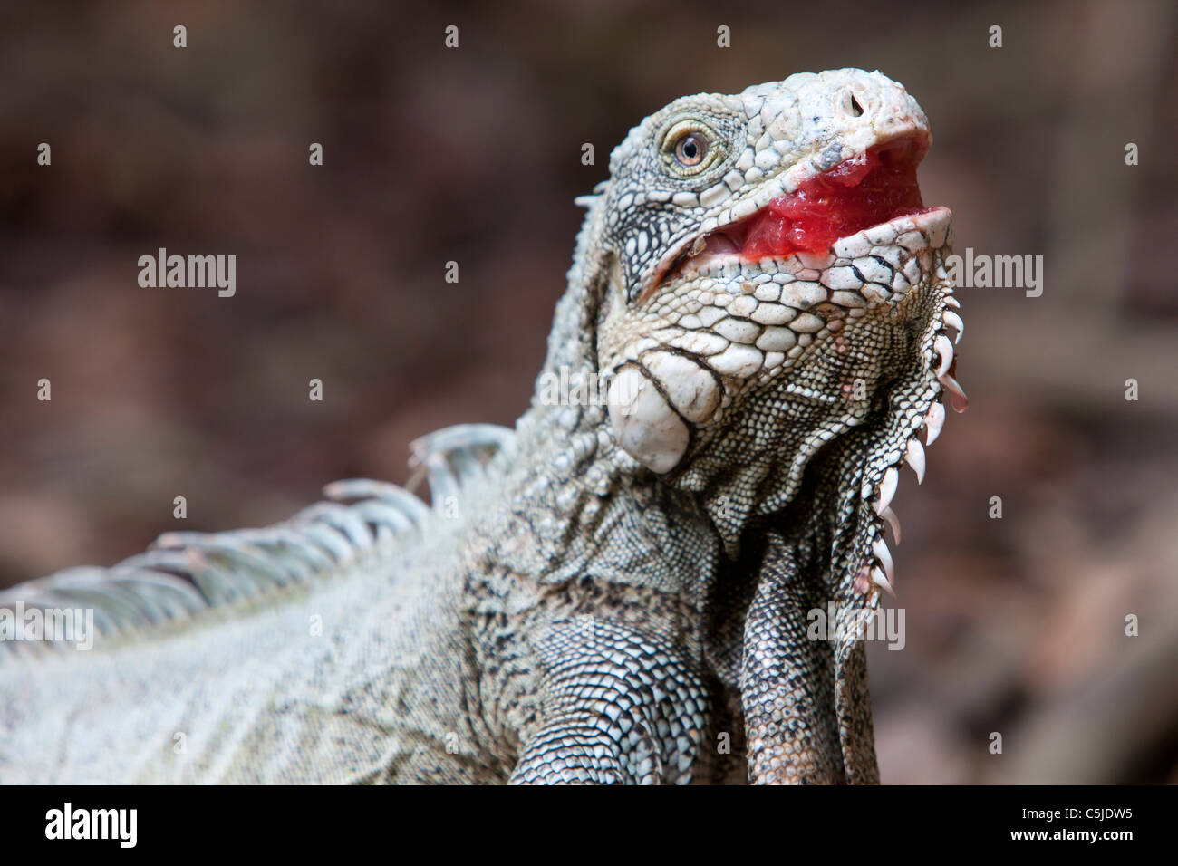 Iguana mangiando angurie Foto Stock