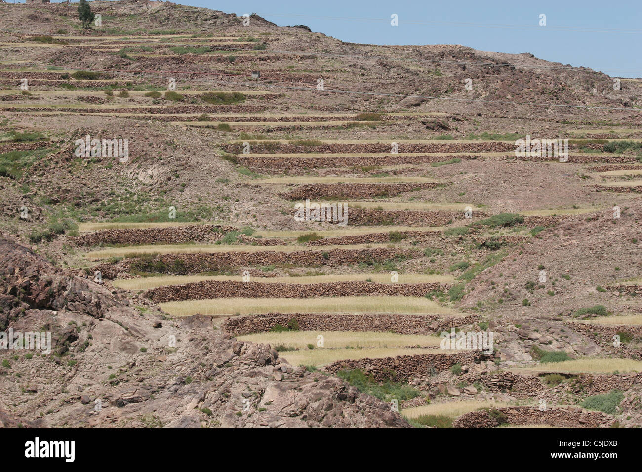 Versante terrazzato in Yemen Foto Stock