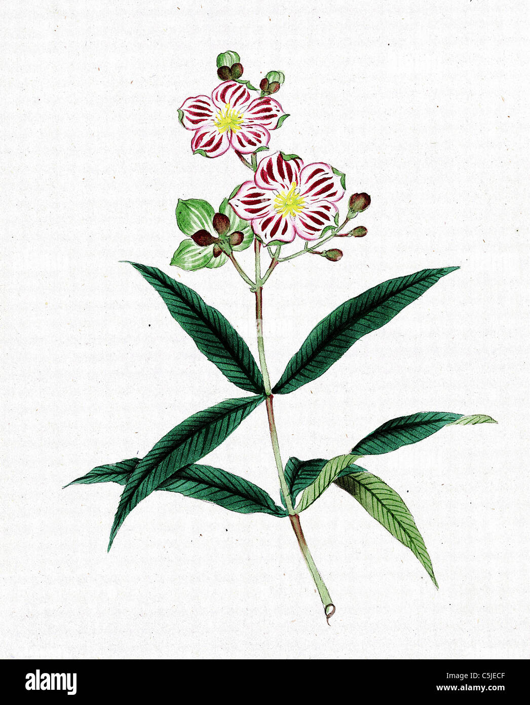 Giapponese di carta e inchiostro il disegno di un fiore dal 1870 - modificato e migliorato per una elevata qualità e risoluzione di immagine Foto Stock