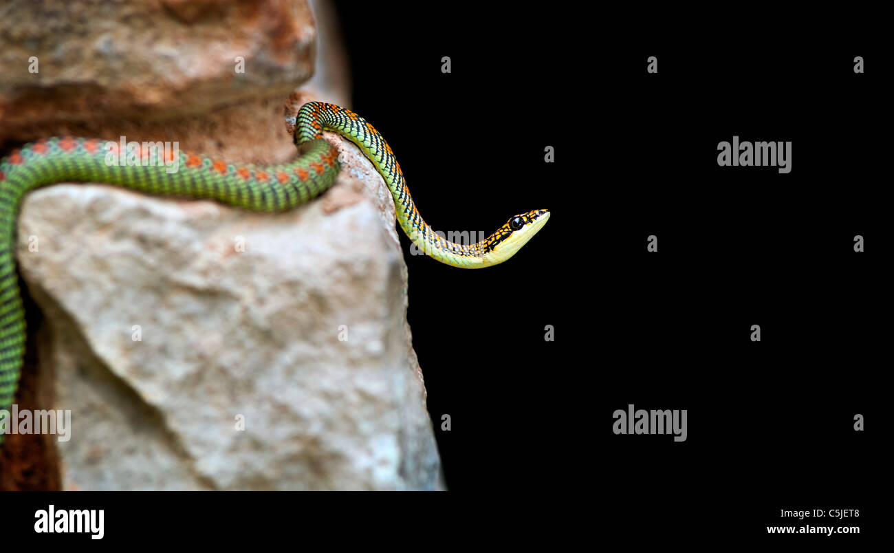 Un colorato luminosamente Paradise Snake sulle rocce Foto Stock