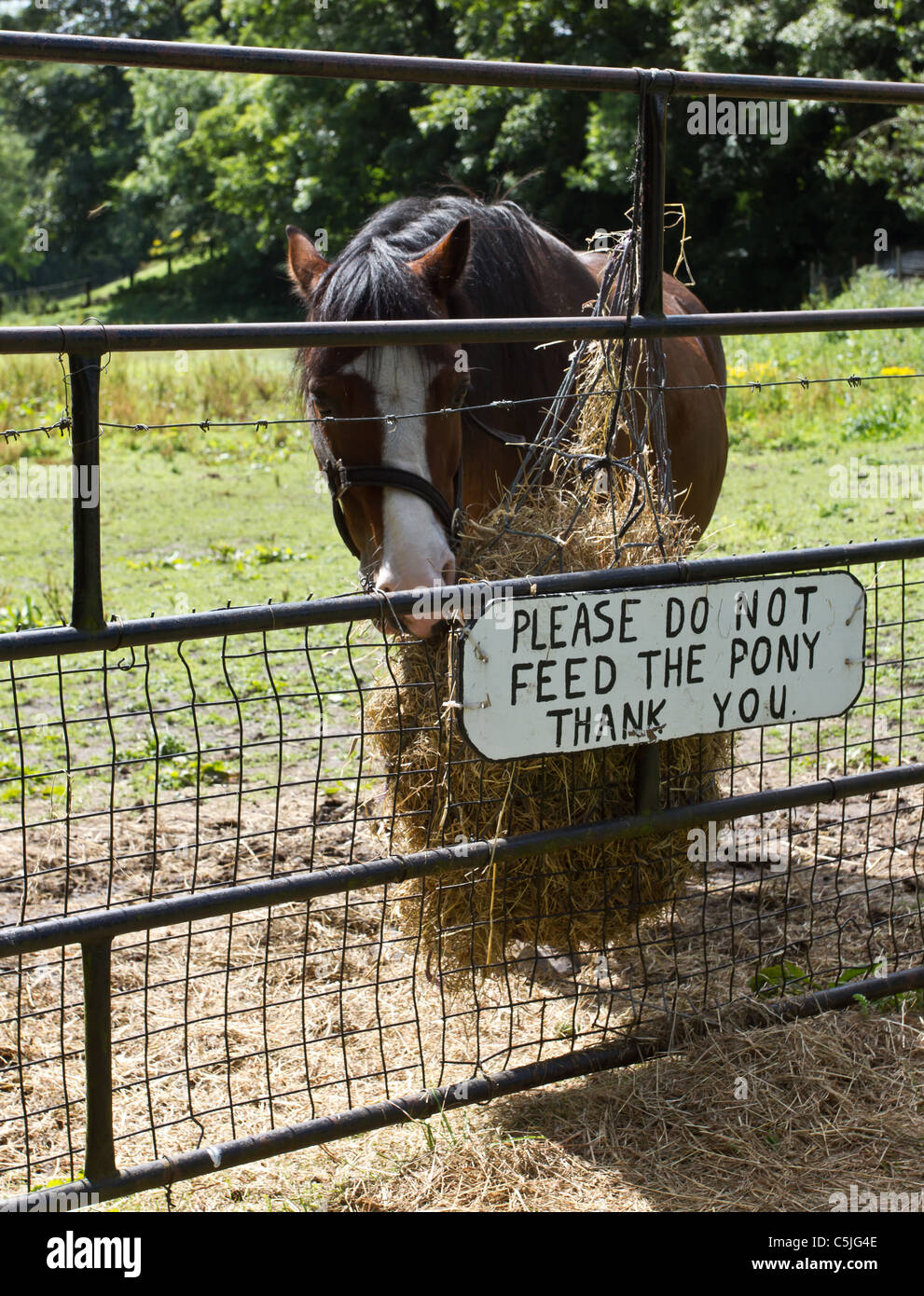 Pony alimentarsi di fieno con segnale di avvertimento sulla porta. Foto Stock
