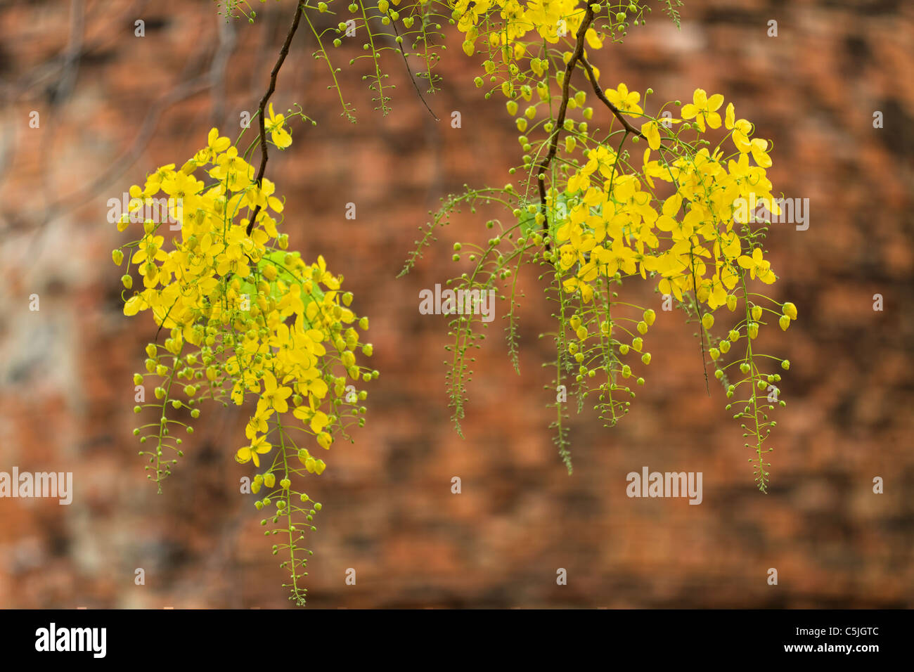 Golden Shower Tree (Cassia fistola) fiore sotto il muro di mattoni di sfondo, simbolo della Thailandia Foto Stock