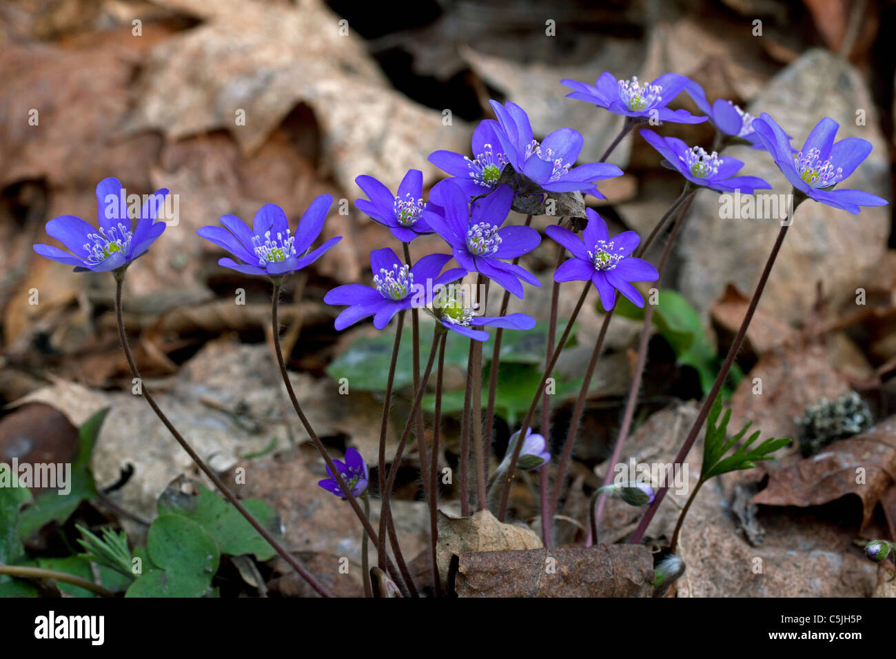 Comuni / hepatica Anemone hepatica / liverwort / kidneywort (Hepatica nobilis) nella foresta, Dalarna, Svezia Foto Stock