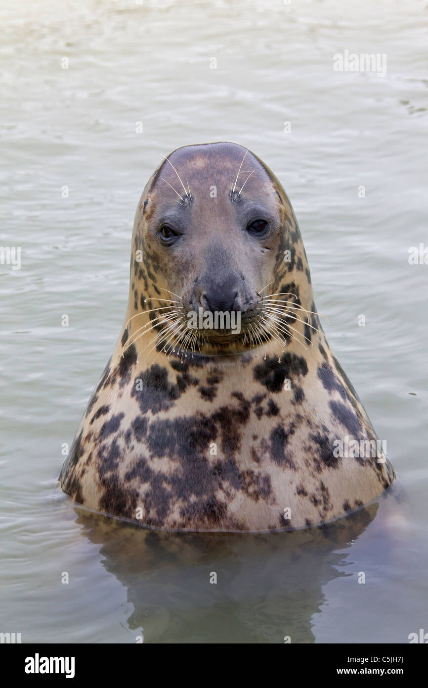 Guarnizione grigio / grigio guarnizione (Halichoerus grypus) nuoto, Waddensea, Germania Foto Stock