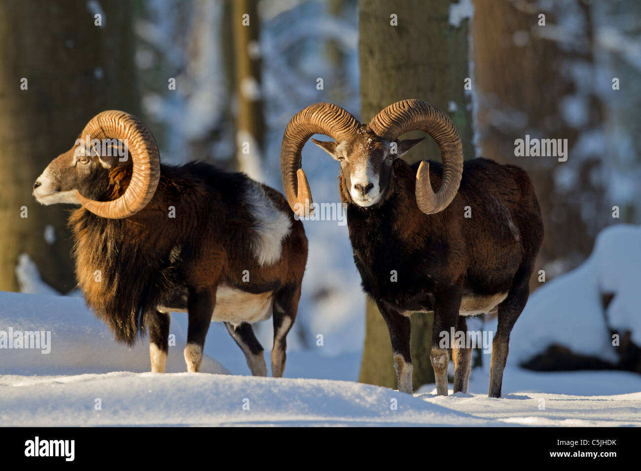 Due Muflone Europeo (Ovis aries orientalis / Ovis ammon musimon / Ovis gmelini musimon) rams nella foresta di neve in inverno Foto Stock