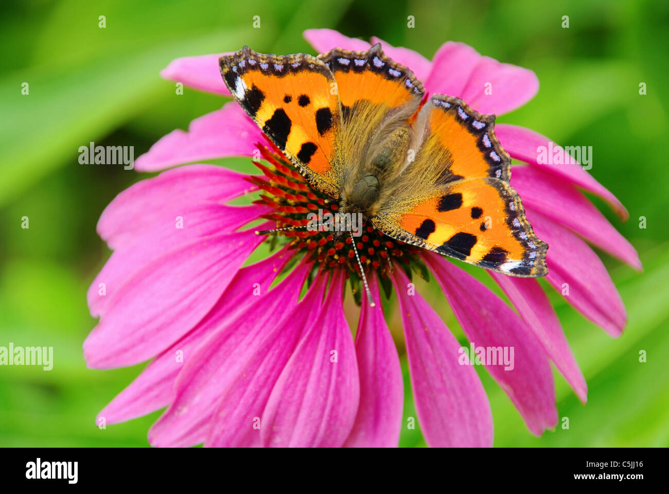 Tagpfauenauge auf Purpursonnenhut - europeo Peacock su Purple Coneflower 03 Foto Stock