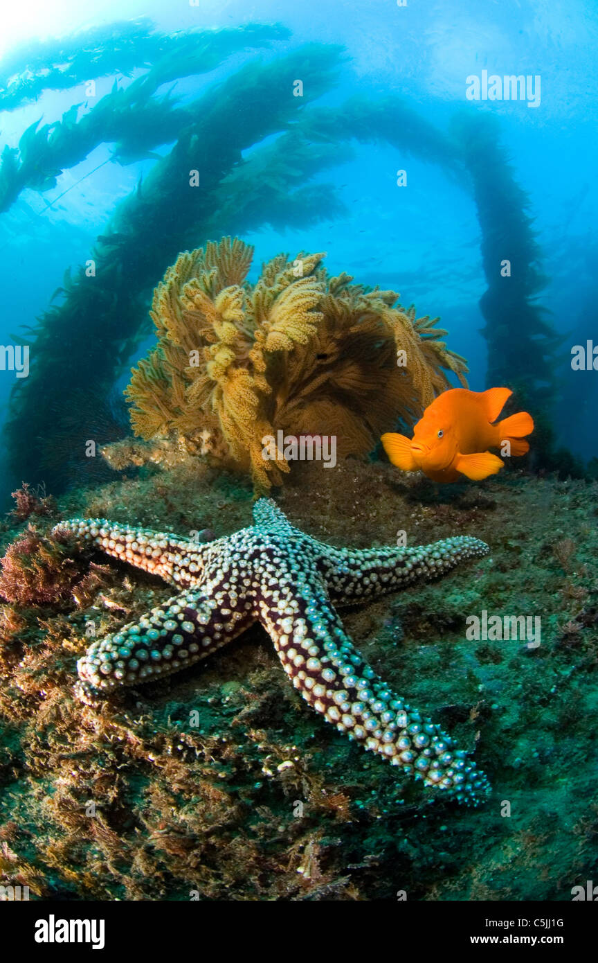 Un acqua fredda barriera corallina in California è ospite di una stella di mare, arancio brillante garibaldi, ondeggiando kelp e marrone e appassionati del mare. Foto Stock